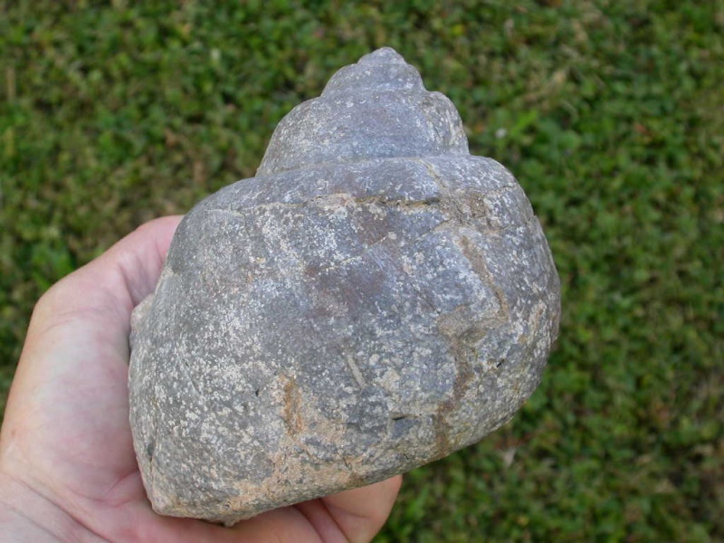 Globularia crassatina - Oligocene - passo del Giovo (SV)